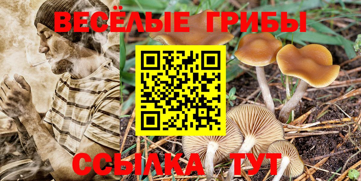 Псилоцибиновые грибы GOLDEN TEACHER Каспийск